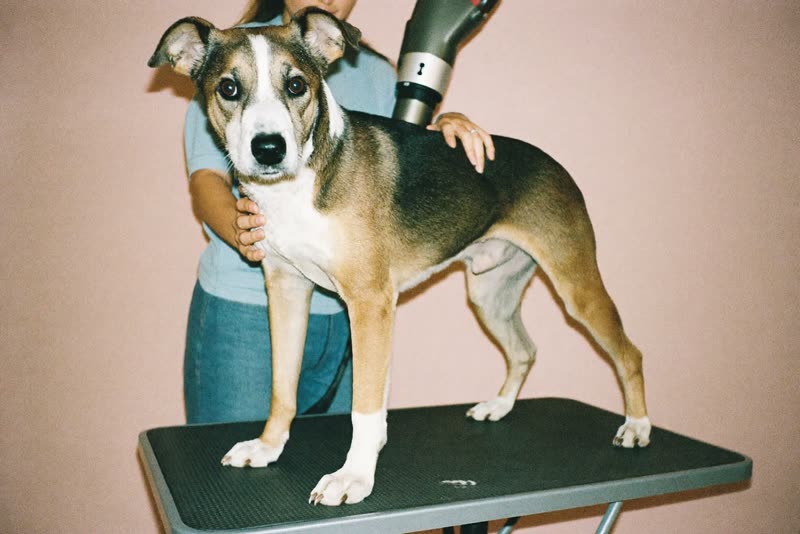 A dog standing on a grooming table being handled and dried