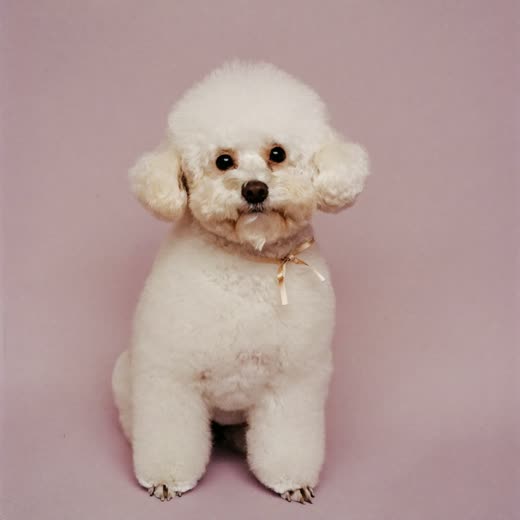 A freshly groomed small dog with a neatly finished coat